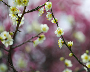 梅の花