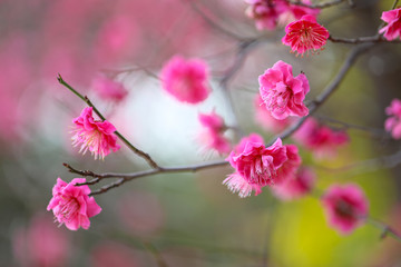 Obraz premium 梅の花