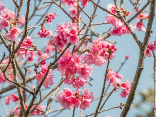 Fototapeta na wymiar Sakura cherry blossom on blue sky