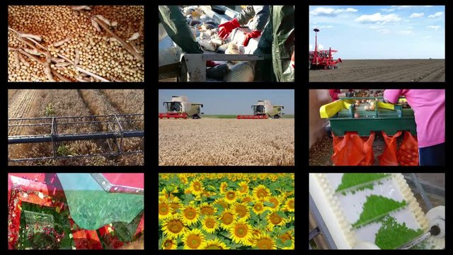 Agriculture - food production, farm animal, cereals, fruits and vegetables, tractor, combine. Montage in collage, time lapse