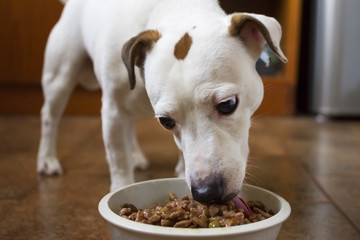 Young Jack Russell Terrier eats food from his bowl in the kitchen interior