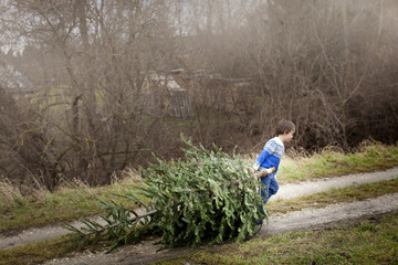 young boy is pulling an old christmas tree for knut
