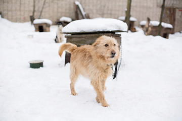 a stray dog sits on a chain in a shelter