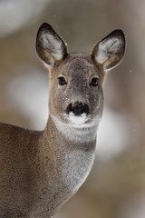Roe deer portrait in winter