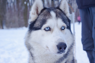 Naklejka premium Sledge dogs in snow, race siberian husky dogs in winter forest 