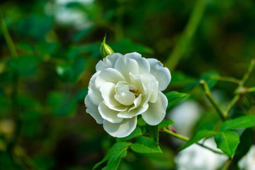 rose in garden