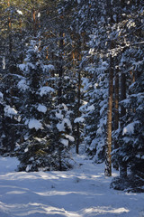 pine trees in winter