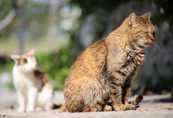 寝落ち寸前の猫
