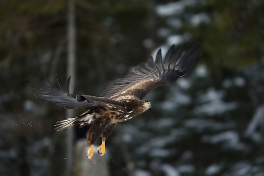 Eagle in flight with forest background