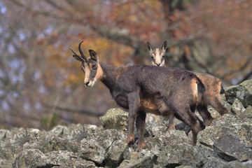 Chamois, Rupicapra rupicapra, in the stone hill, grey rock in background, Studenec hill, Czech Republic, Animal from Alp. Wildlife scene with animal, Chamois, stone animal. Autumn tree, background.