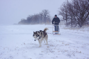 Siberian Husky dogs are pulling a sledge with a man in winter forest 