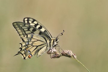 Butterfly old World swallowtail sitting on the grass blade. Papilio machaon.