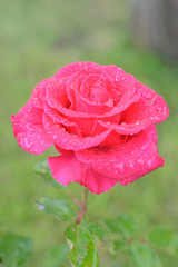 Water on a blossoming rose