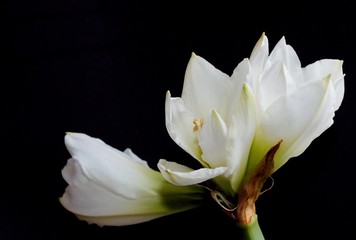 White flowers on black background