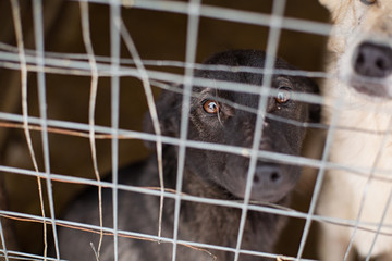 Homeless dogs in the shelter sit in a cage behind bars
