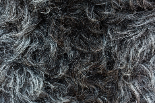 The natural gray hide of the sheep lies beautiful waves of wool. High definition, every hair is visible.