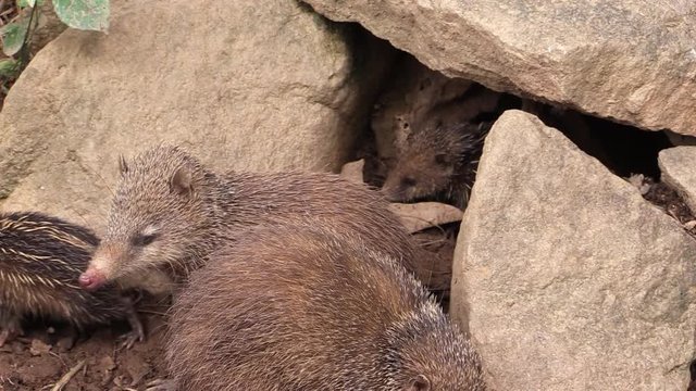 Tenrecs looking like hedgehogs live on Madagascar