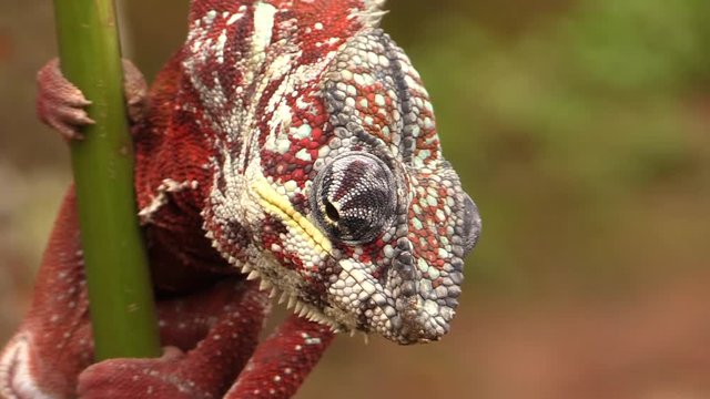 Beautiful and colorful chameleon in detail