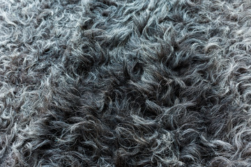 The natural gray hide of the sheep lies beautiful waves of wool. High definition, every hair is visible.