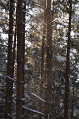 pine trees in winter
