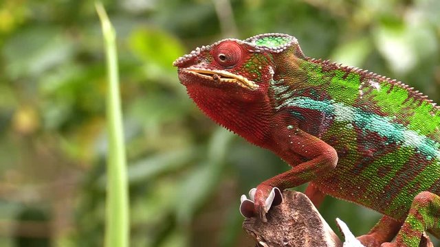 Colorful chameleon eating insect on Madagascar