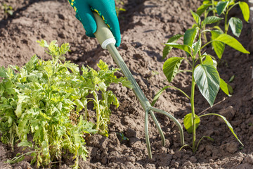 Small hand garden rake used for loosening soil around the seedling of pepper.