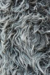 The natural gray hide of the sheep lies beautiful waves of wool. High definition, every hair is visible.