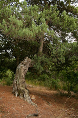 Big gnarled with winding trunk green juniper tree. 