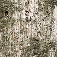 old  green wood texture background