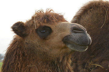 Camel