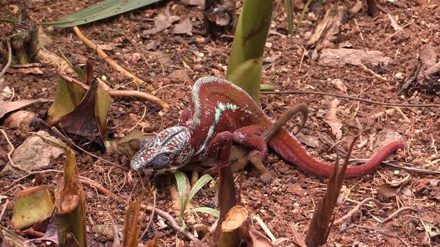 Colorful chameleons mating on Madagascar
