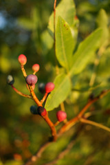 Sunlit purple and red berries on a green bush. Selective focus.