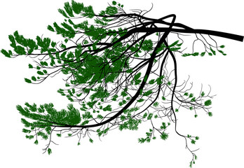 green pine tree lush branch isolated on white