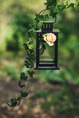 A black metal lantern decorated with a twig of ivy and a rose flower.