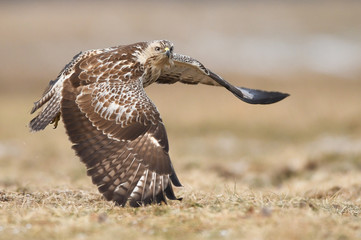 Common buzzard (Buteo buteo)