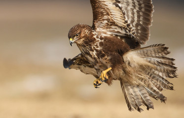 Common buzzard (Buteo buteo)