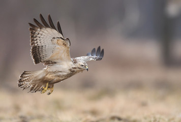 Common buzzard (Buteo buteo)