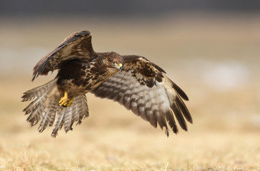 Common buzzard (Buteo buteo)