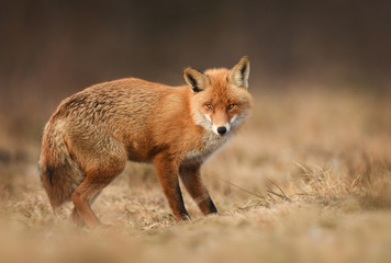 Fox (Vulpes vulpes)