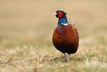 Ringneck Pheasant (Phasianus colchicus)