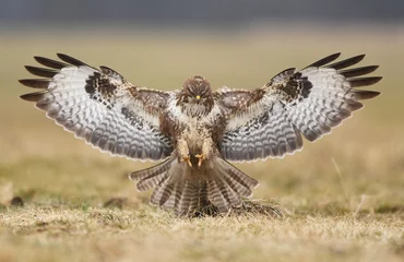 Tableau sur aluminium  Common buzzard (Buteo buteo)  © Piotr Krzeslak