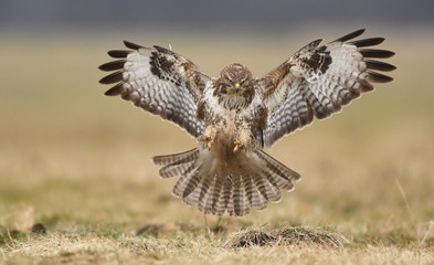 Common buzzard (Buteo buteo)