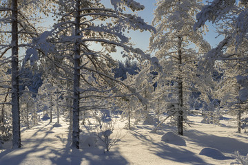  The winter in swedish Lapland