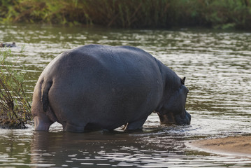 Hippopotamus, Kruger National Park