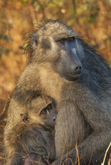 Baboon , Africa