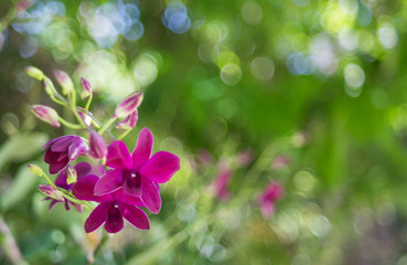 purple orchid