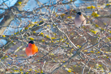 red-breasted bullfinch on a sunny winter day sits on a branch