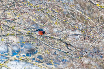 red-breasted bullfinch on a sunny winter day sits on a branch