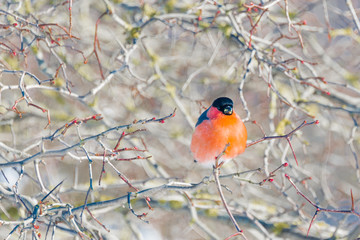 red-breasted bullfinch on a sunny winter day sits on a branch