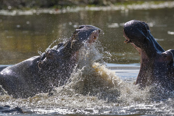 Naklejka premium Hippopotamus Fighting , Kruger National Park